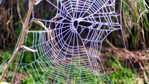 Detalle de una tela de araña como símbolo de la necesidad de crear una red que realice las iniciativas concretas de las mujeres con discapacidad